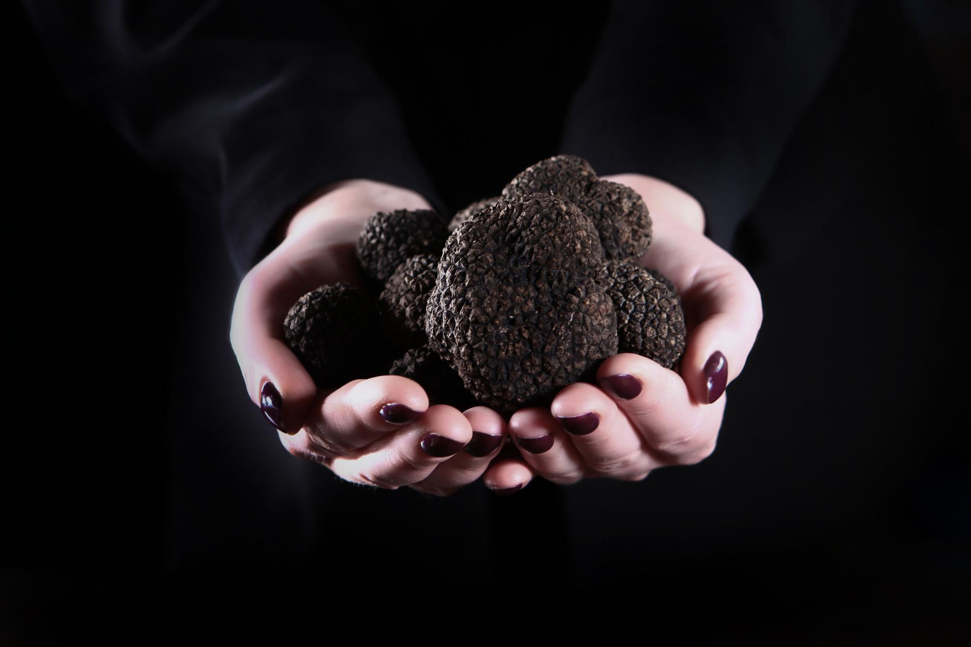 Black truffles in the hands of a woman. Photo on a black background. The season of truffles. Natural protein and antioxidant. Unrecognizable person. Only hand. Copy space.