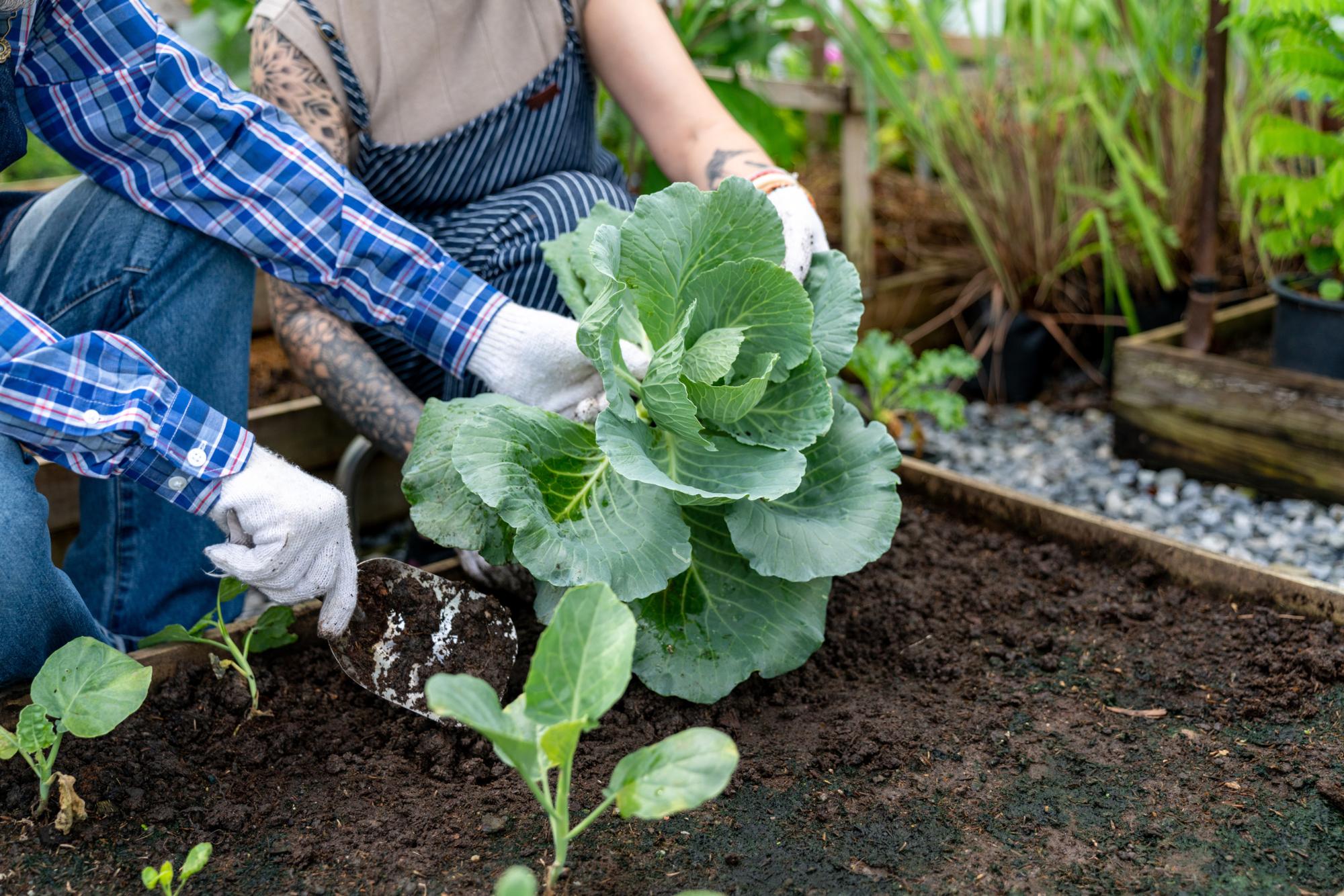 Home grown produce. Elderly couple using gardening tools for caring and tending for organic vegetable plants at backyard. Senior farmer harvesting fresh crop in community garden. Home garden ideas