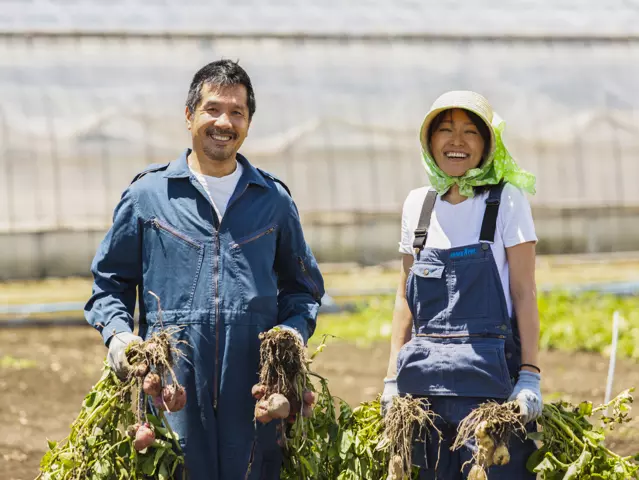 A couple of farmer are harvesting potatoes in the potato farm with smile.
