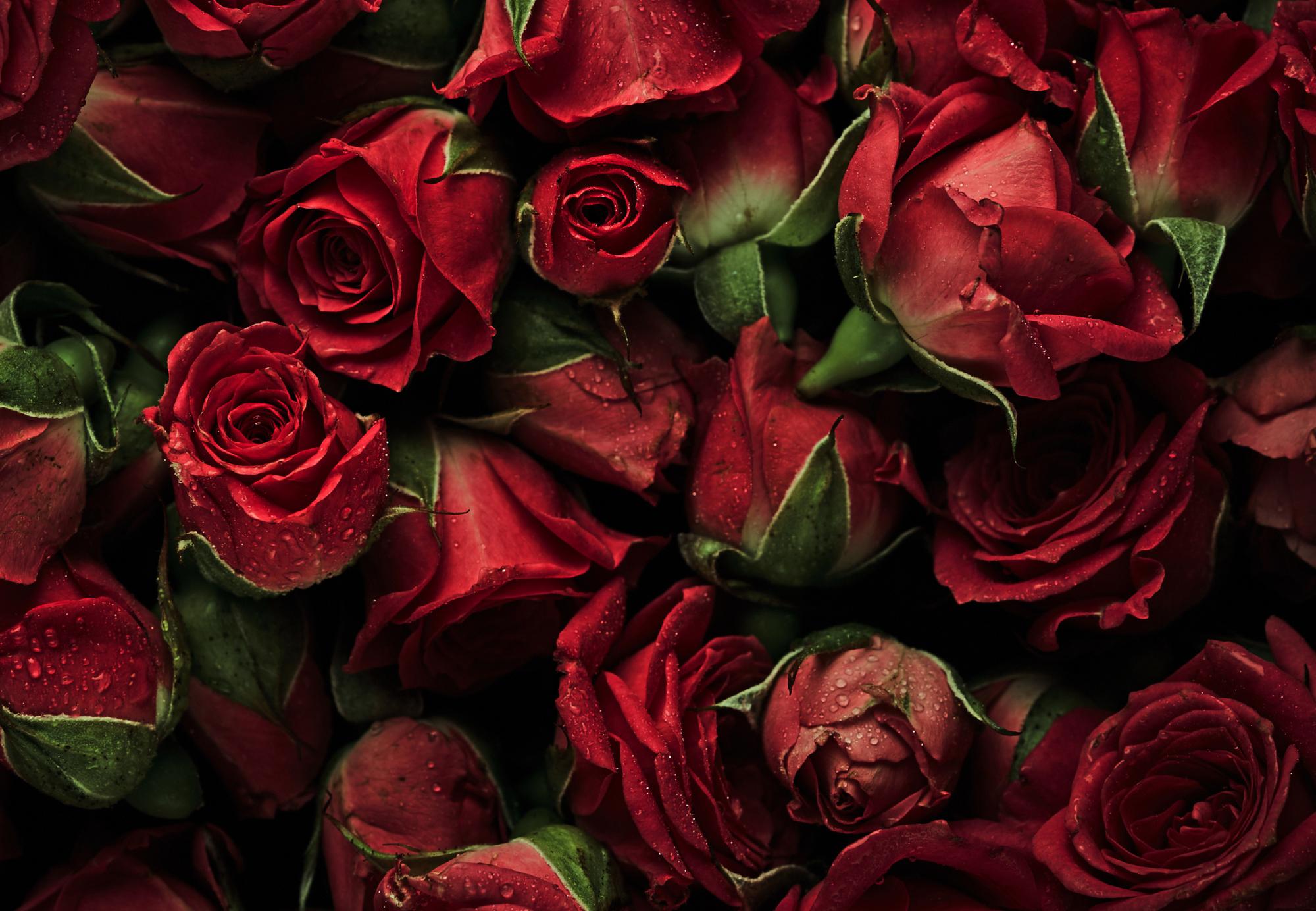Background of roses with drops of water