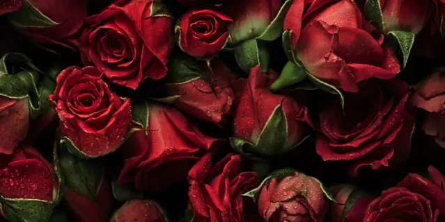 Background of roses with drops of water