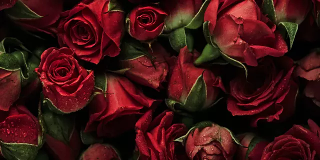 Background of roses with drops of water