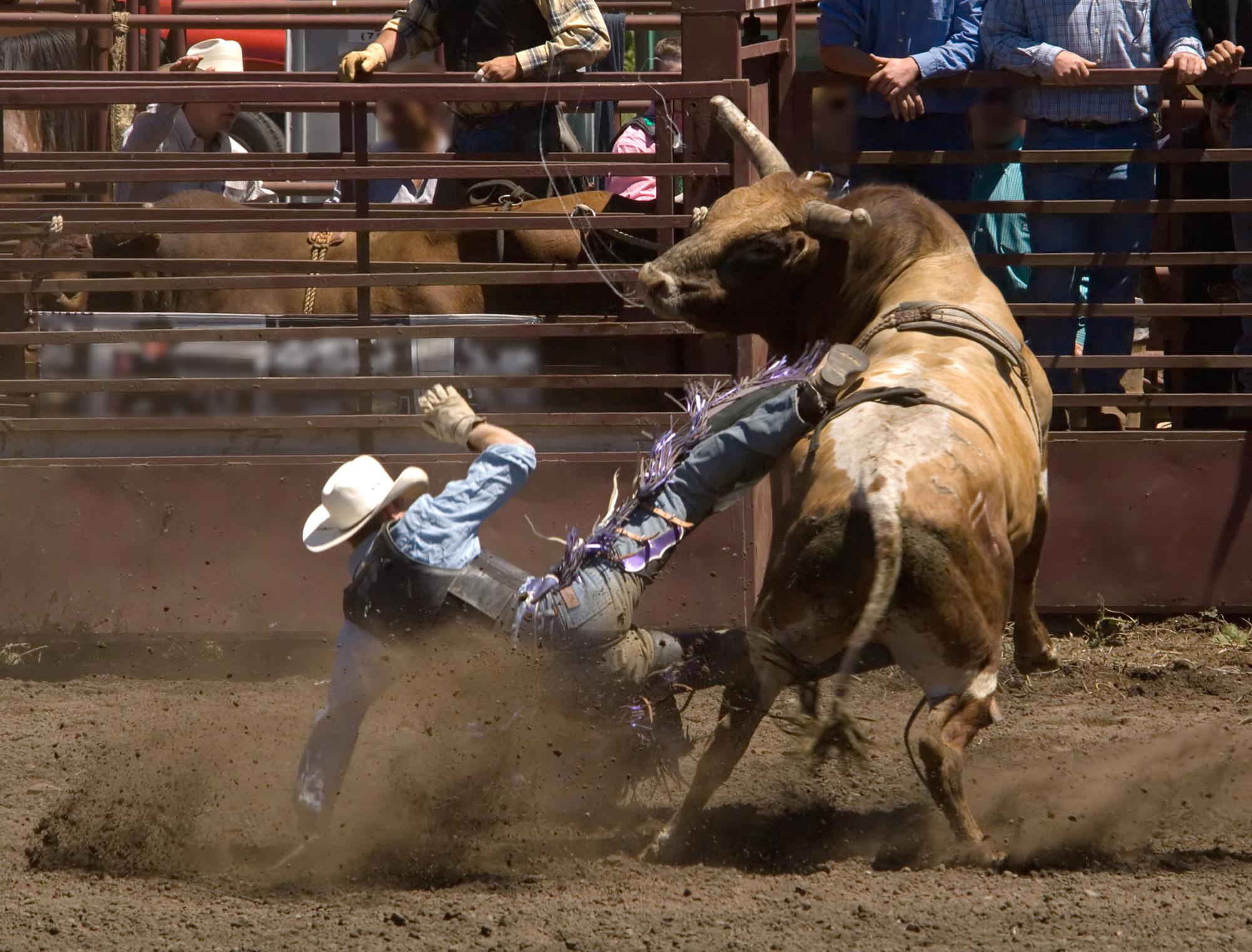 Rider at 2006 Russian River Rodeo, Duncans Mills, California