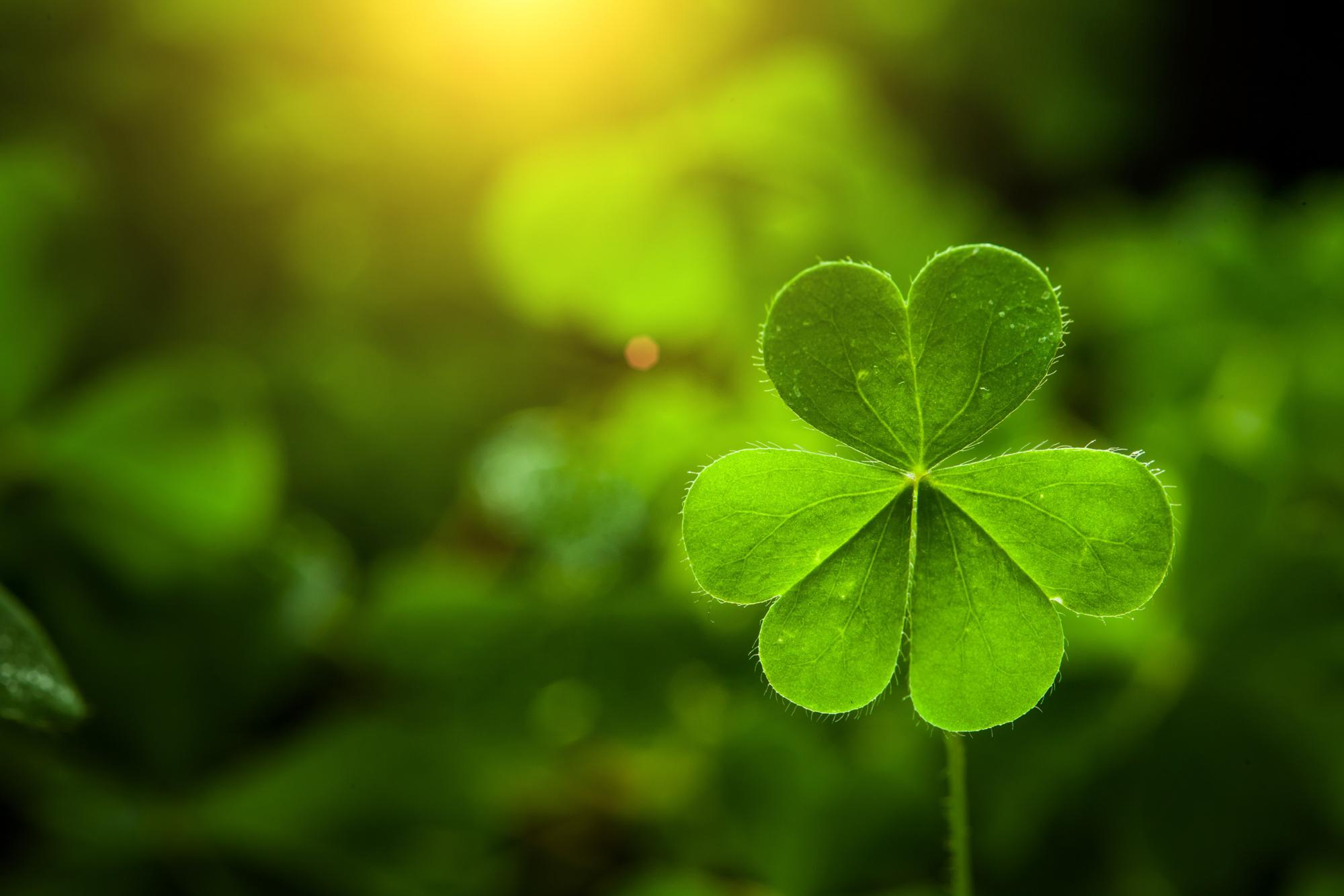 clover leaf in lens flare for Valentine background