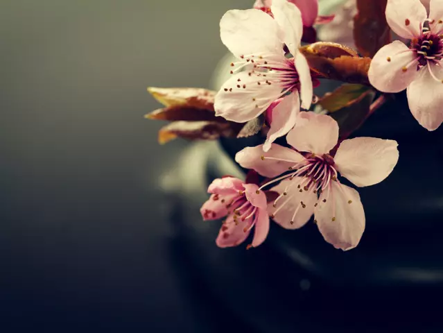 Beautiful pink Spa Flowers on Spa Hot Stones on Water Wet Background. Side Composition. Copy Space. Spa Concept. Dark Background.