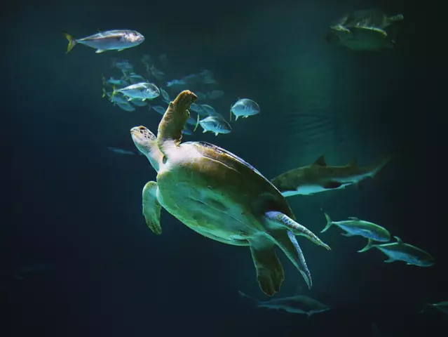 OD the sea turtle at Shark Reef Aquarium. 10-3-13. Darrin Bush photo.
