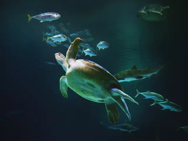 OD the sea turtle at Shark Reef Aquarium. 10-3-13. Darrin Bush photo.